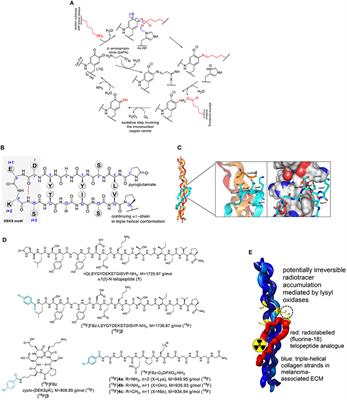 Evaluation of Fluorine-18-Labeled α1(I)-N-Telopeptide Analogs as Substrate-Based <mark class="highlighted">Radiotracers</mark> for PET Imaging of Melanoma-Associated Lysyl Oxidase